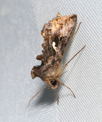 Autographa precationis