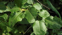 Salix pyrolifolia
