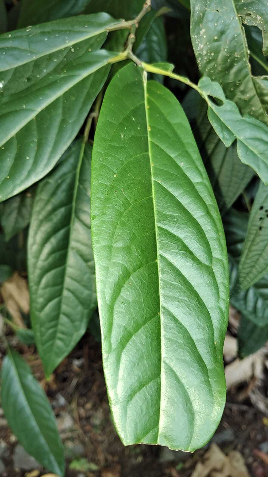 Imagem de Pimenta-de-macaco