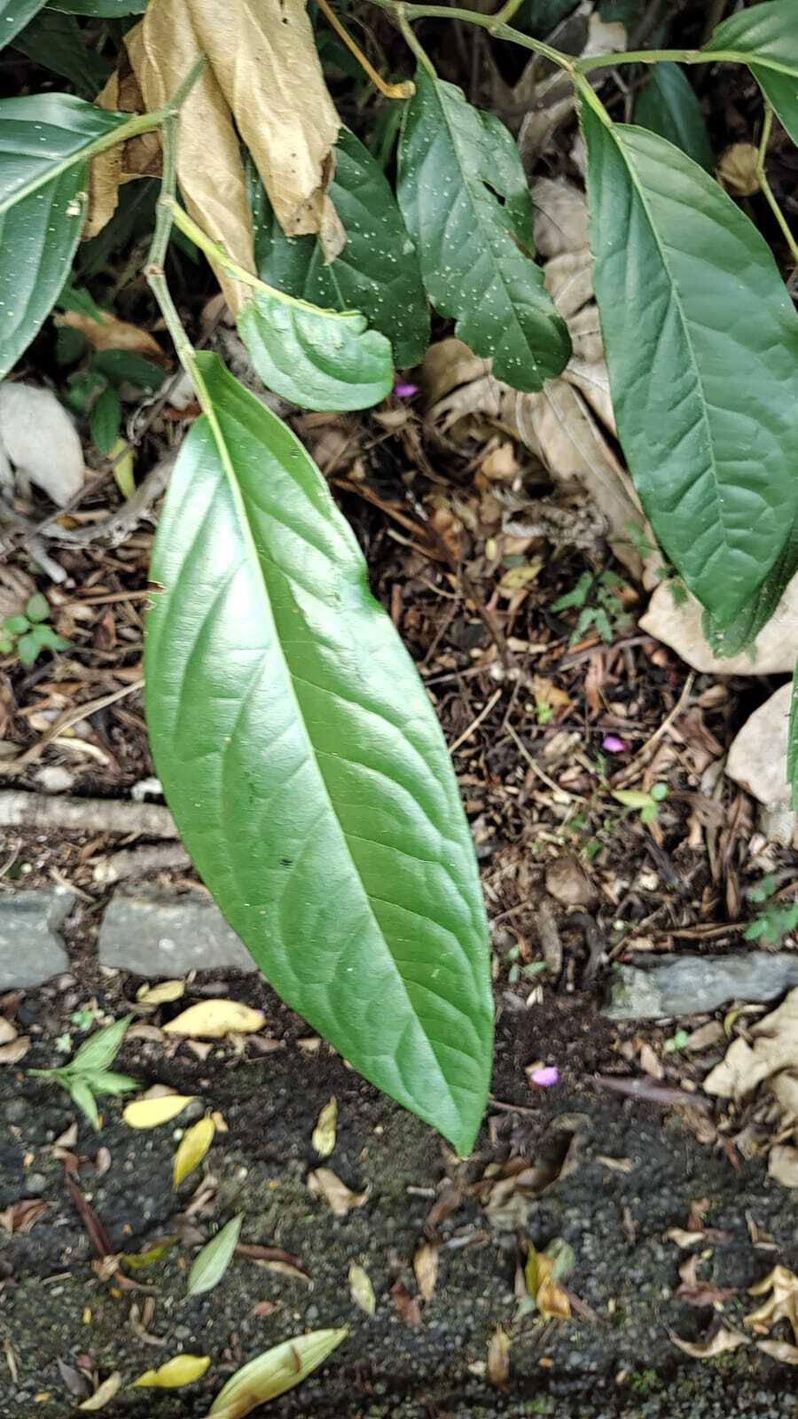 Imagem de Pimenta-de-macaco