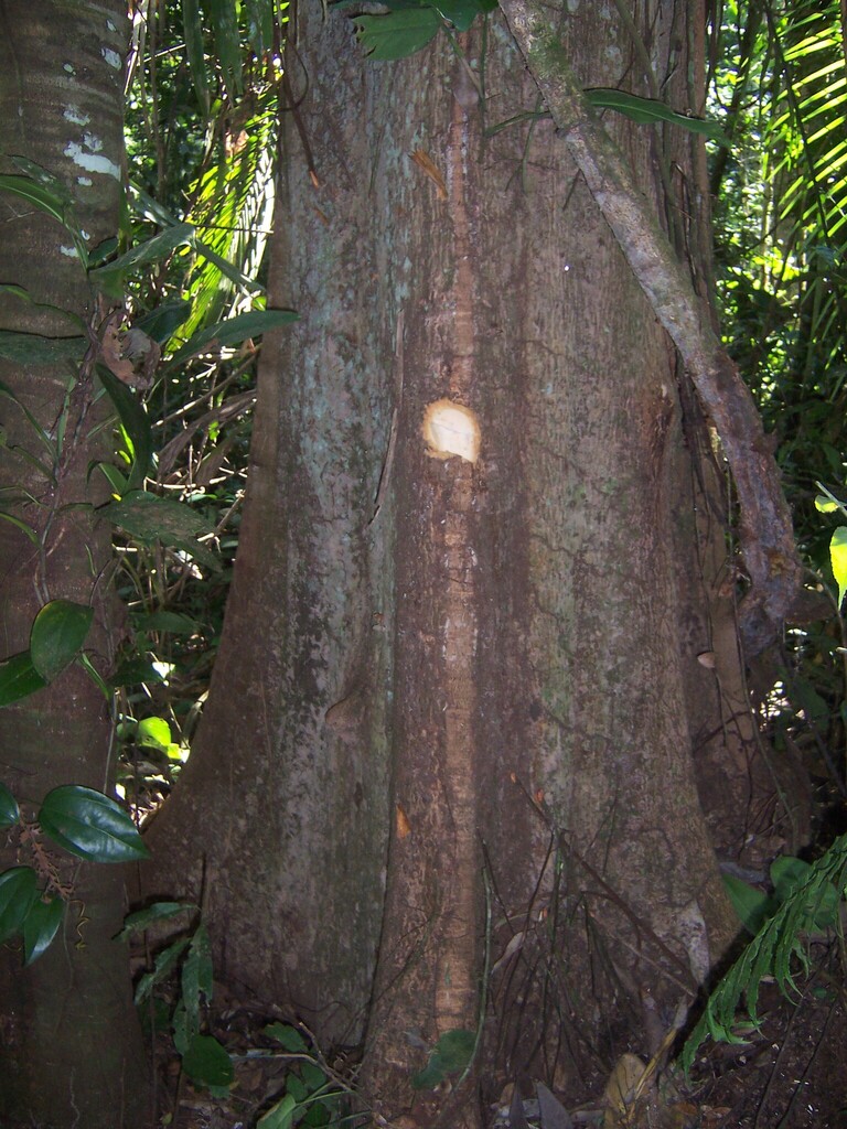 Qualea tessmannii