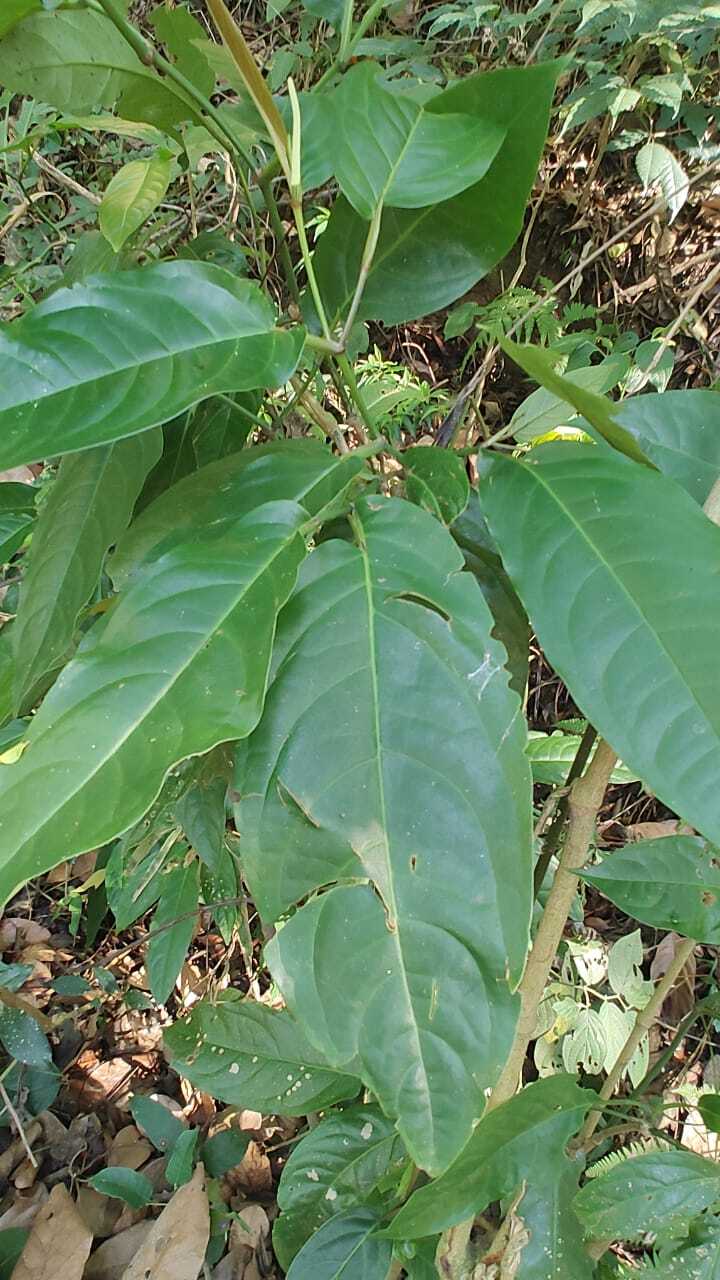 Imagem de Pimenta-de-macaco