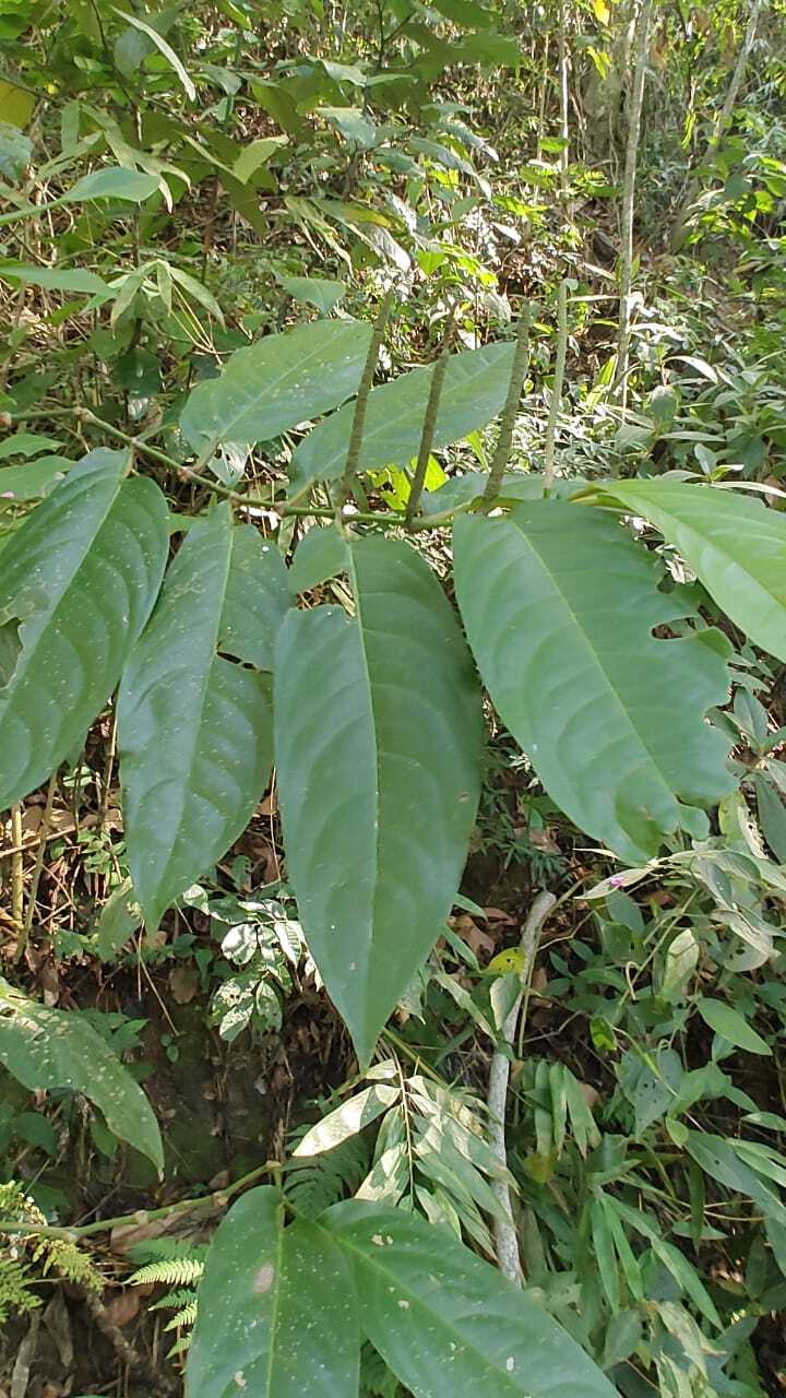 Imagem de Pimenta-de-macaco