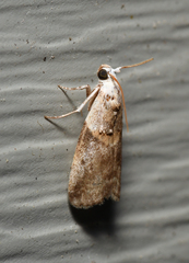 Acrobasis palliolella
