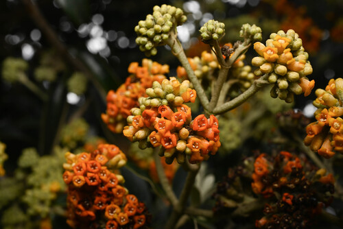 Buddleja coriacea