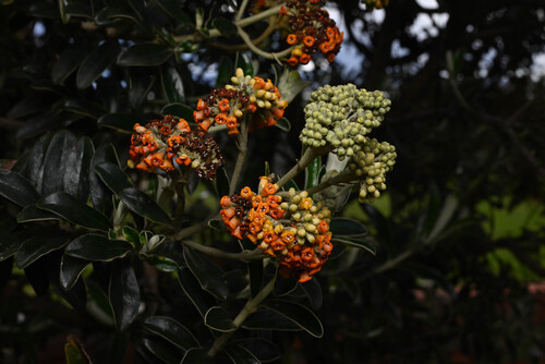 Buddleja coriacea