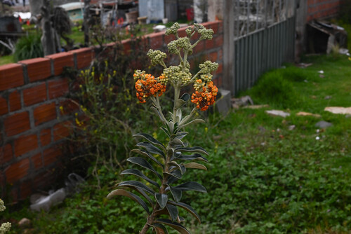 Buddleja coriacea