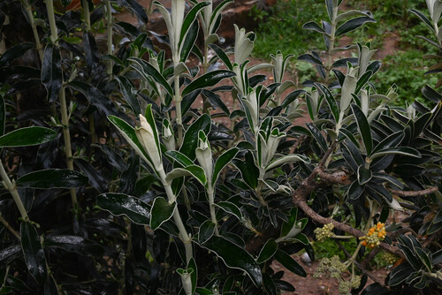 Buddleja coriacea
