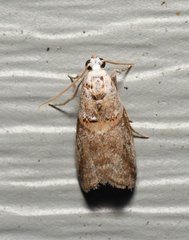 Acrobasis palliolella
