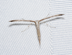 Emmelina monodactyla