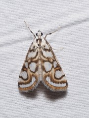 Nymphula nitidulata