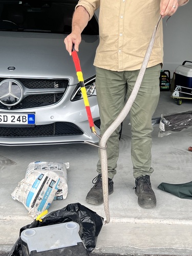 Eastern Brown Snake sighting