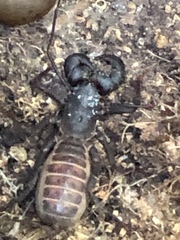 Mastigoproctus proscorpio