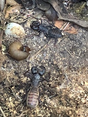 Mastigoproctus proscorpio