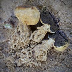 Scleroderma septentrionale