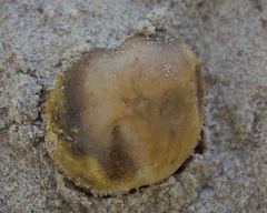 Scleroderma septentrionale