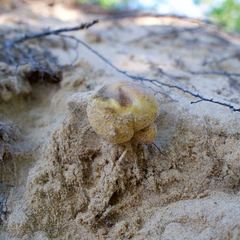 Scleroderma septentrionale