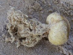 Scleroderma septentrionale