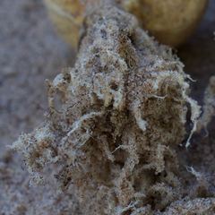 Scleroderma septentrionale