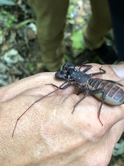 Mastigoproctus proscorpio