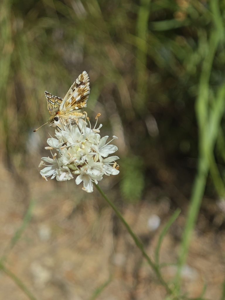 Foulquier’s Grizzled Skipper