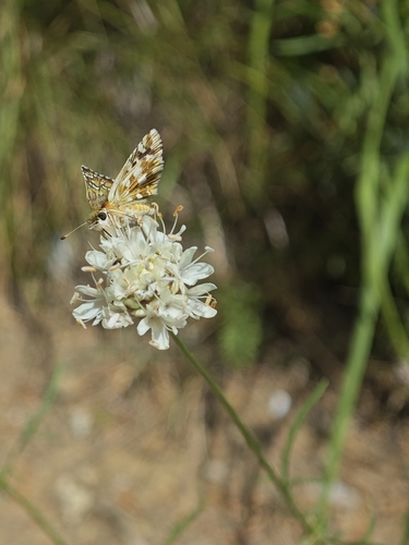 Foulquier’s Grizzled Skipper