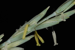 Thinopyrum intermedium