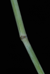 Thinopyrum intermedium