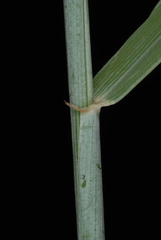 Thinopyrum intermedium