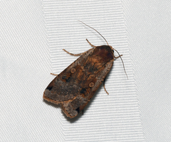 Noctua pronuba