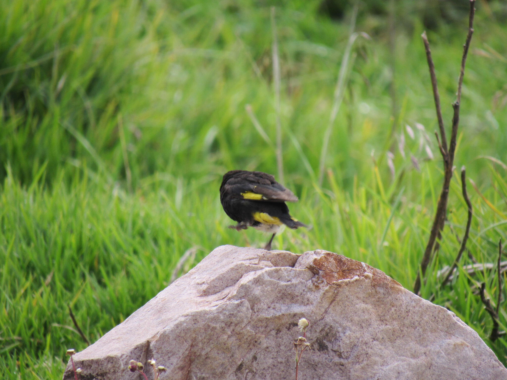 Black Siskin (Spinus atratus), photo 8
