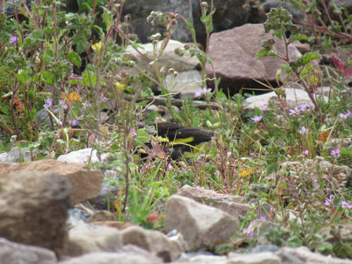 Black Siskin (Spinus atratus), photo 7