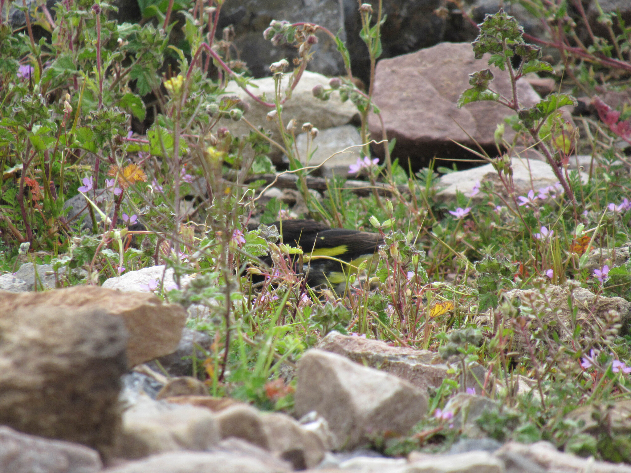 Black Siskin (Spinus atratus), photo 9