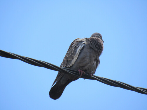 Spot-winged Pigeon (albipennis)