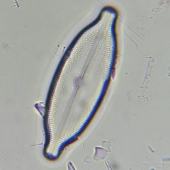 Anomoeoneis