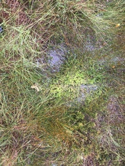 Sphagnum cuspidatum