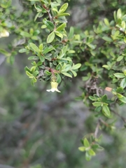Diospyros ramulosa