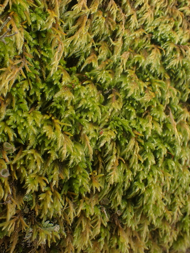 Pseudisothecium cristatum observed 2025-03-21