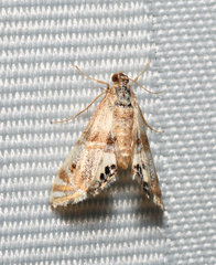 Petrophila bifascialis