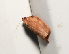 Choristoneura rosaceana