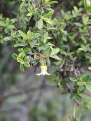 Diospyros ramulosa