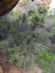 Diospyros ramulosa