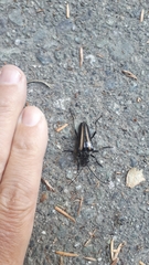 Stenocorus flavolineatus