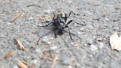 Stenocorus flavolineatus