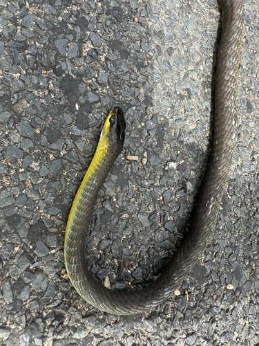 Common Tree Snake sighting