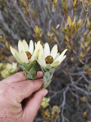 Leucadendron procerum