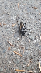 Stenocorus flavolineatus