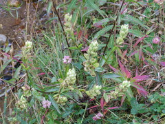 Castilleja occidentalis
