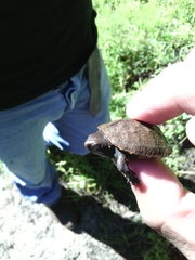 Kinosternon sonoriense