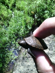 Kinosternon sonoriense